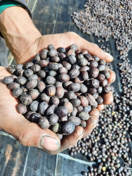 Café « nature » séché avant d'être dépulpé