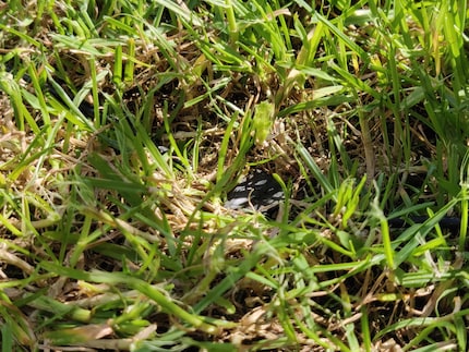 Le câble se trouve près du sol et n'est donc pas endommagé par le robot.