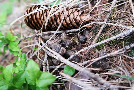 Several-day-old chamois droppings.