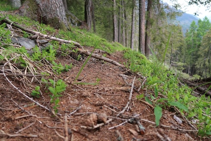 Game moves through the forest on this trail.