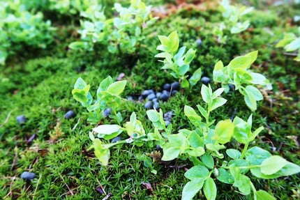 ...and what looks like a blurry blueberry stems from deer.