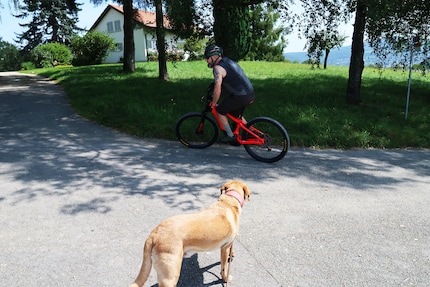 Que fait cet homme bizarre sur cet étrange véhicule, semble se demander le chien.