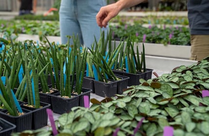 Chaque plante est cultivée à la main.