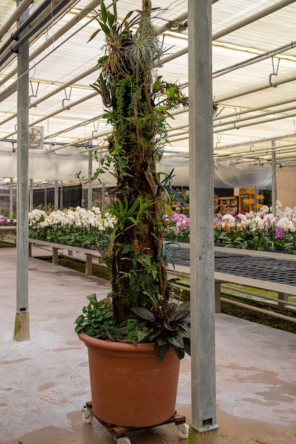L'inspiration pour les jardins flottants vient des épiphytes, des plantes qui poussent sur les autres.