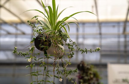 Le plus petit module Pendularis peut accueillir cinq plantes.