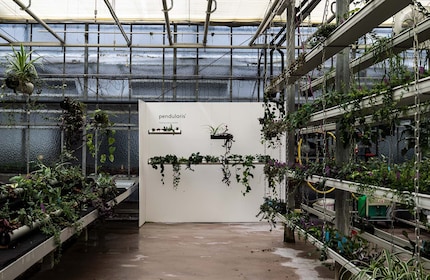 Pendularis AG, basée à Wädenswil, est un spin-off de l'Université des sciences appliquées de Zurich.