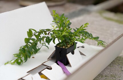Ce carton, spécialement conçu pour Pendularis, permet de transporter les plantes d'un point A à un point B sans dommage.