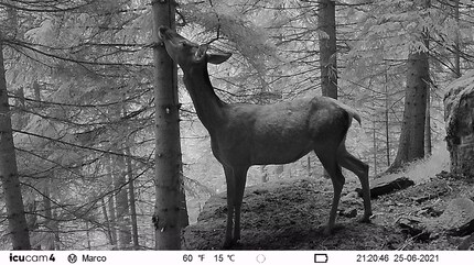 Un cerf se déplace rarement seul...