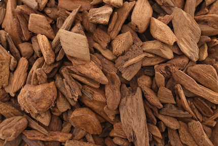 Bâtons de bois d’aquilaria malaccensis, également appelé bois d’Aloes ou bois d’aigle de Malacca. Shutterstock.