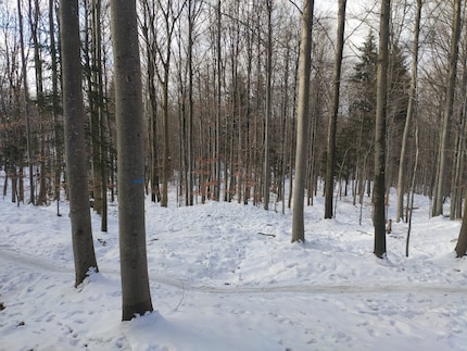 Dans cette partie de la forêt, les vélos ont leur propre chemin dans la neige.