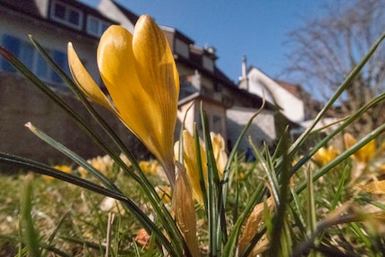 L'éveil du printemps dans le jardin et dans ma tête.