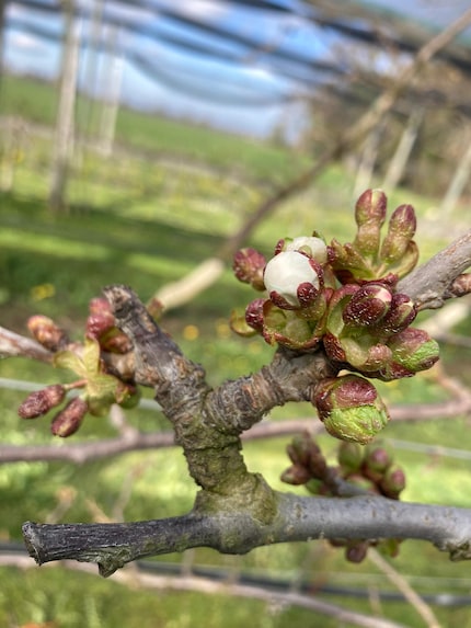 By the end of March, flowers have already blossomed on the cherry trees.