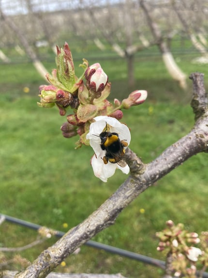 A mere day after frost night and the first bees are already out pollinating the flowers.