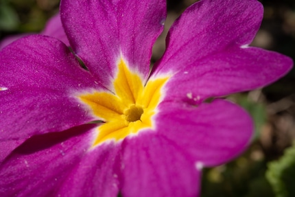 Macro f/2,8 : distance de mise au point 16 cm.