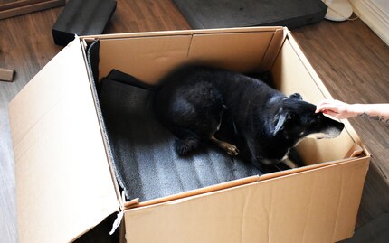 Il n'y a pas que les chats et les enfants qui aiment les boîtes en carton...