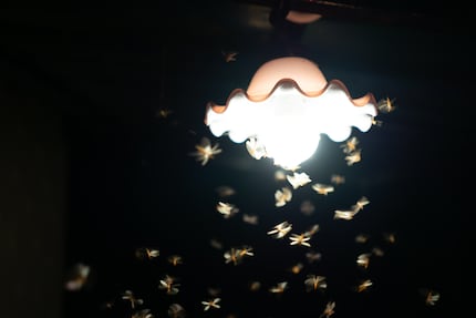 Faux préjugé : la lumière attire certes de nombreux insectes, mais pas les moustiques.