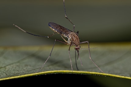 A mosquito of the Culex genus.