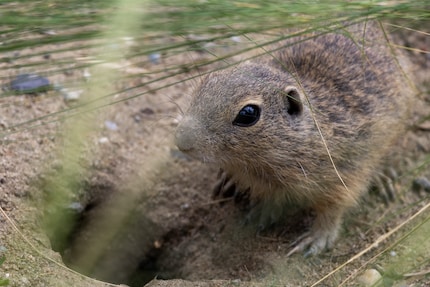 In spite of all those blades of grass, the gopher remains in focus.