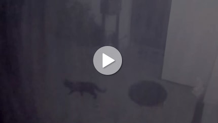 La capture d’écran de la vidéo de surveillance montre un chat en train de faire une ronde de nuit. L’émetteur n’a pas été activé ici parce que j’ai classé le chat dans la commande comme un objet trop petit et non dangereux.