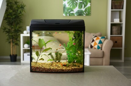 The easiest way to move fish is to transport them in their own aquarium. It gets more complicated when the water needs to be replaced.