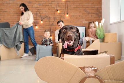 Every dog deals with moving house differently. Staying calm helps things go as smoothly as possible.