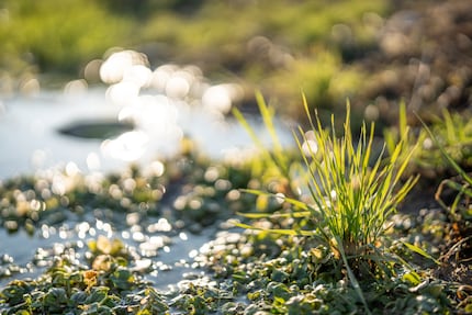 I enjoy the bokeh from my 50 mm F1.4 GM, although it looks a bit nervous.