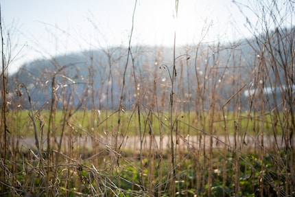 I don’t produce any lens flare. The new 50 behaves wonderfully against the light.