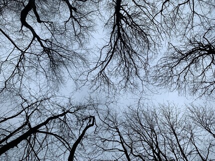 Même dénués de toute feuille, les arbres offrent une image fascinante en cette saison. 