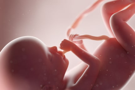 Dans le ventre de sa mère, le bébé ne fait pas que sucer son pouce. Il aime aussi jouer avec le cordon ombilical.