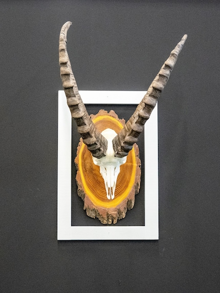 Prey turned art: displaying hunting trophies doesn’t float my boat.