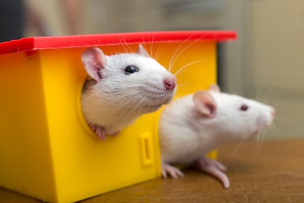 Rats can be appropriate pets for children. In fact, they should never be kept alone, as they are very social animals.
