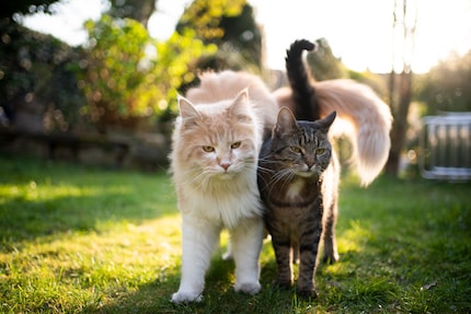 People in care often have several pets.
