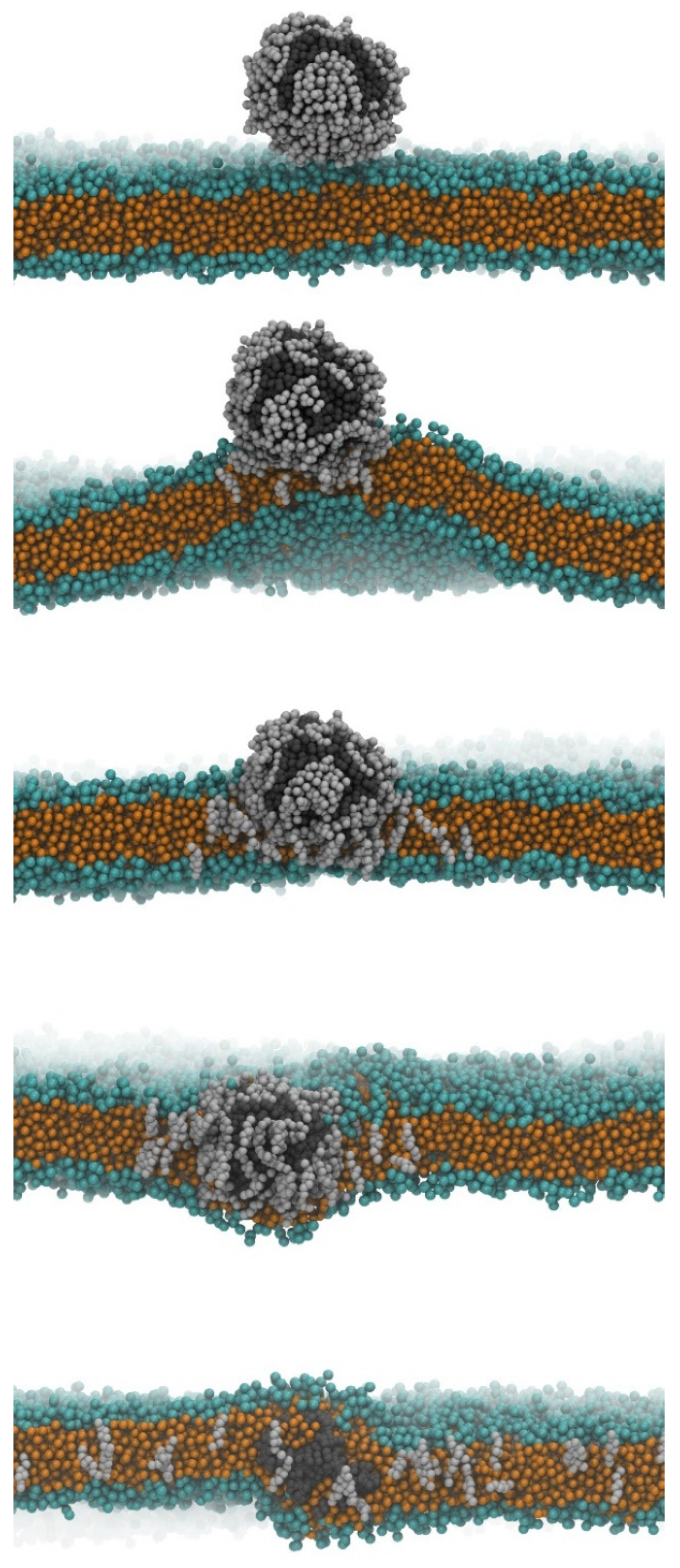Simulation d'une barrière hémato-encéphalique modèle : les particules de plastique sont emballées dans une enveloppe de molécules de cholestérol qui leur permet de traverser la double membrane pour atteindre le cerveau. 