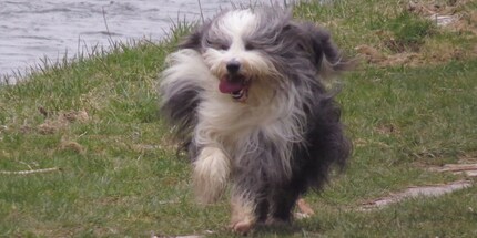 Some four-legged friends need to be groomed more than others.