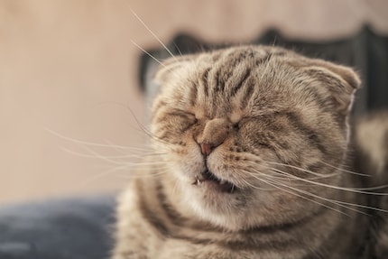 Tabby can breathe a sigh of relief; feline hay fever is treatable.