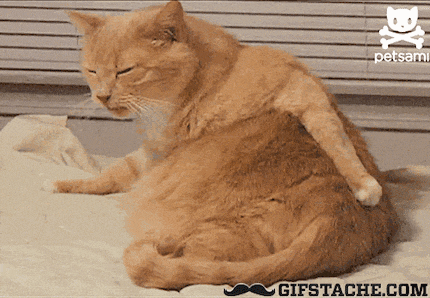 In cats and dogs, hay fever-induced itchiness doesn’t stop at the nose. The skin is particularly badly affected.
