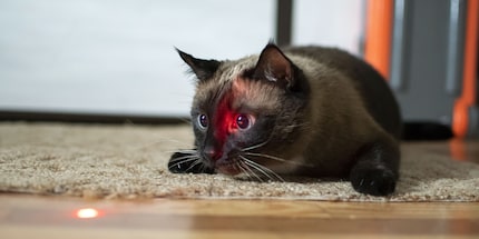 Be careful: the laser’s reflection can also get in their eyes.
