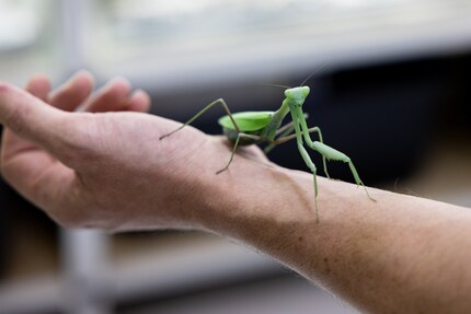 It’s not by chance that this Indian praying mantis is sitting quietly on Simone Piovan’s. If it has enough to eat and likes the climate, it’s capable of staying in the same place for months.
