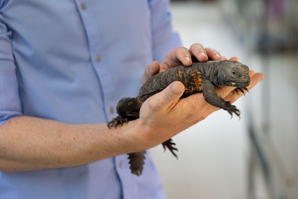 Simone Piovan doesn’t sell thorn-tailed dragons. Keeping them is too complex and prone to going wrong. Still, it’s a fascinating creature.