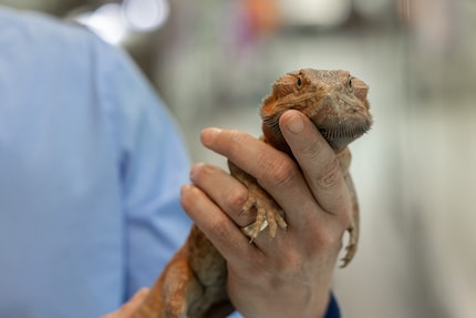 Because Simone Piovan keeps calm, so does the bearded dragon in his hand.