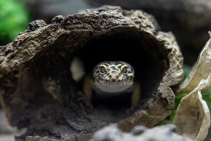 The leopard gecko is more forgiving of being kept in unsuitable conditions than other tropical animals. And yet, the animal needs to be treated with great care.