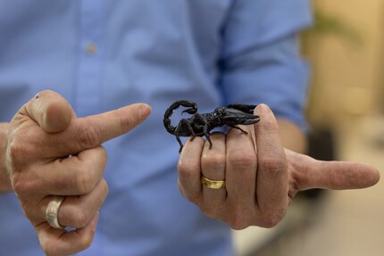 With his imposing pincers, this scorpion looks like a real muscleman.