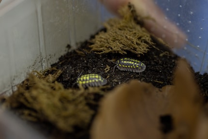A Cuban beauty: the isopod impresses with her colourful exterior. But that’s not all.