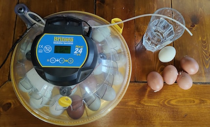 À gauche, les œufs à couver, à droite, les œufs fraîchement pondus par nos poules.