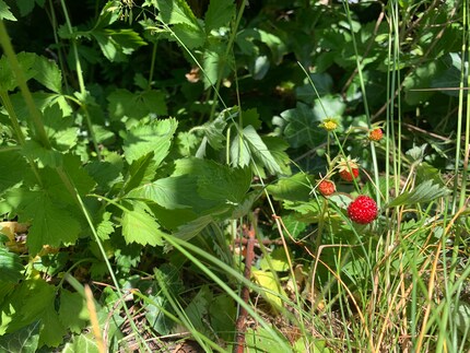 If you have some outdoor space available, you could also opt for a mini variety of wild strawberry native to this country. After I planted some around my garden a few years ago, the little berries went on happily multiplying from there on out. These days, I can pluck them from anywhere in the garden – all without pesticide pollution or additional effort.