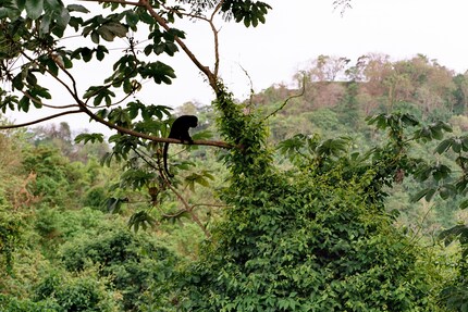 Monkey on a tree – a howler monkey, to be specific. But you can’t tell with the 50 mm focal length.
