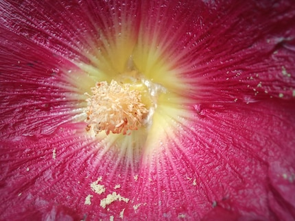 Avec l’appareil photo macro, je peux m’approcher du sujet.