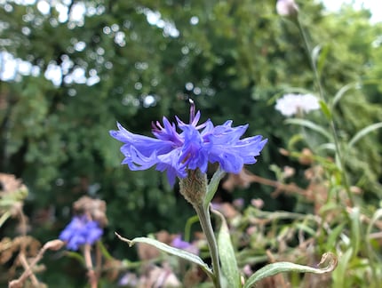 Le mode macro permet d'approcher des fleurs par exemple. 