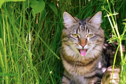 In extreme heat, cats pant like dogs.