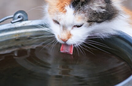 Sometimes cats need to be encouraged to drink.